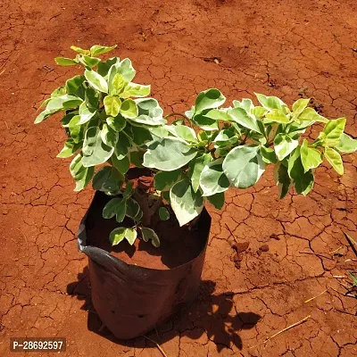 Baishnab Baugainvillea Plant Bougainvillea Plant Kagaj Flower Live Plant FP461-thumb2