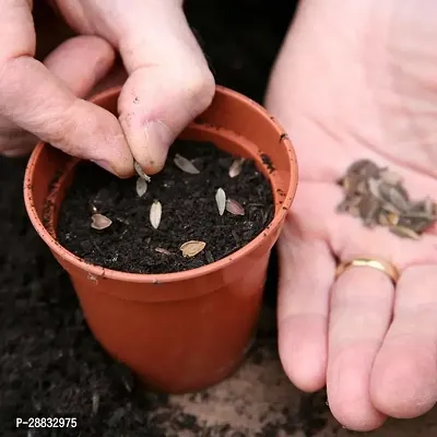 Baishnab Marigold seed jujkMarigold jafri100PIECE-thumb3