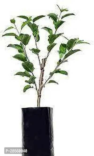 Baishnab Apple Plant Red Origin Apple Plant Grafted (2 feet Live Healthy Plant )-thumb2