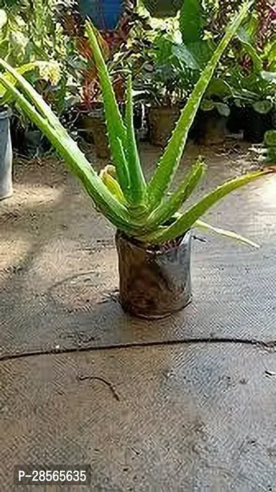 Baishnab Aloe Vera Plant Aloevera Plant-thumb0