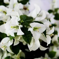 Baishnab Bougainvillea Plant Exotic Live Plant BougainvilleaBoganvilla Rare White Suitable Balcony Garden Plant(1 Healthy Live Plant)-thumb2