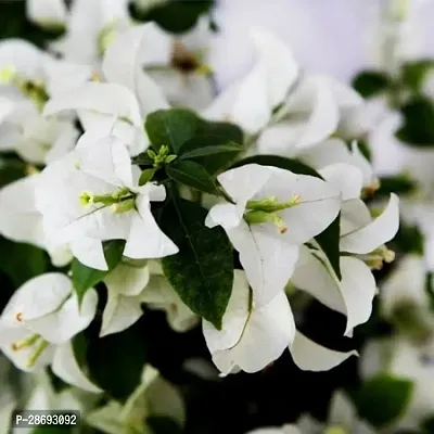 Baishnab Bougainvillea Plant Exotic Live Plant BougainvilleaBoganvilla Rare White Suitable Balcony Garden Plant(1 Healthy Live Plant)-thumb3