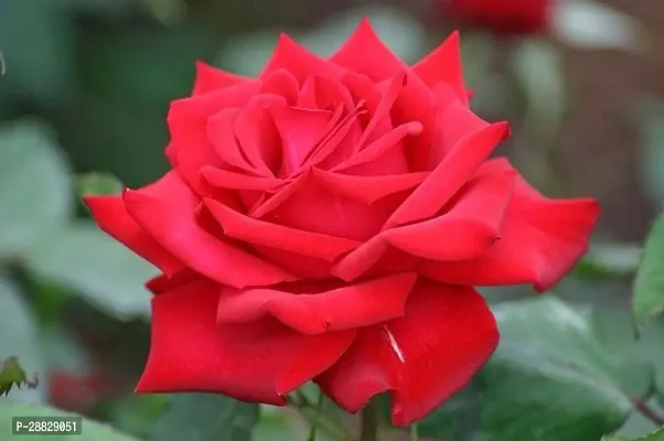 Baishnab  Red Hybrid All Season Live Rose PlantCF2-thumb0