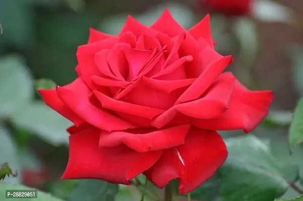 Baishnab  Red Hybrid All Season Live Rose PlantCF2