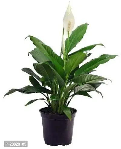 Baishnab  Peace LilySpathiphyllum Cobra plant Pla-thumb0