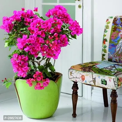 Baishnab  Bougainvillea Plant CF00026 Baugainvill-thumb0