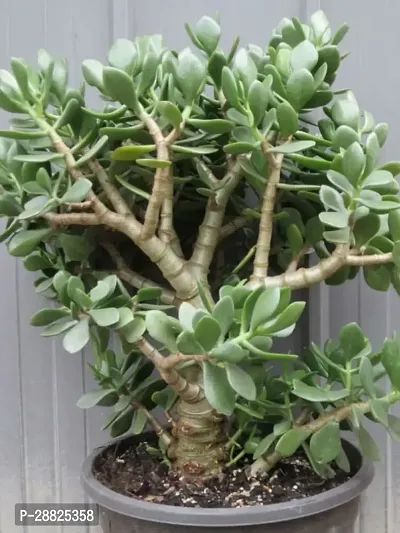 Baishnab  Jade Live Plant for Indoor Decoration  C-thumb0