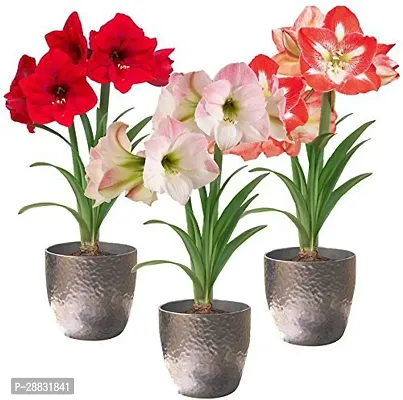 Baishnab  AMARYLLIS Lily Single Flower Bulbs Pot Li-thumb0