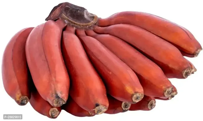 Baishnab  Red Banana Fruit Plant AA1 Banana Plant