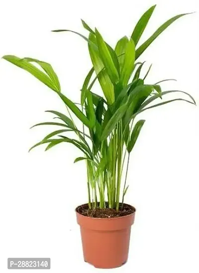 Baishnab  Areca palm01 Areca Plam