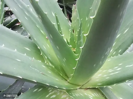 Baishnab  Aloe Vera plant005 Aloe Vera Plant-thumb0