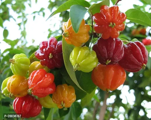 Baishnab  CHERRY44 Cherry Fruit Plant