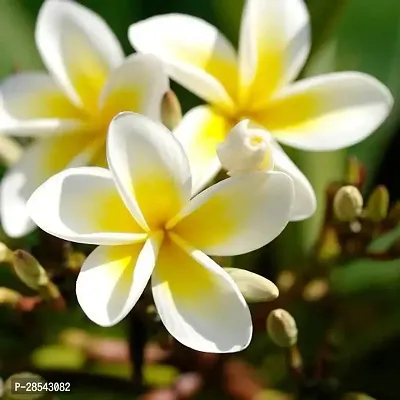 Baishnab Plumeria Plant Plant128-thumb0