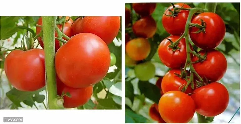 Baishnab tomato seed 250 ps blopF1 Variety   Ruby High Yield Hybrid Pusa Tomato Seeds Combo250PIECE