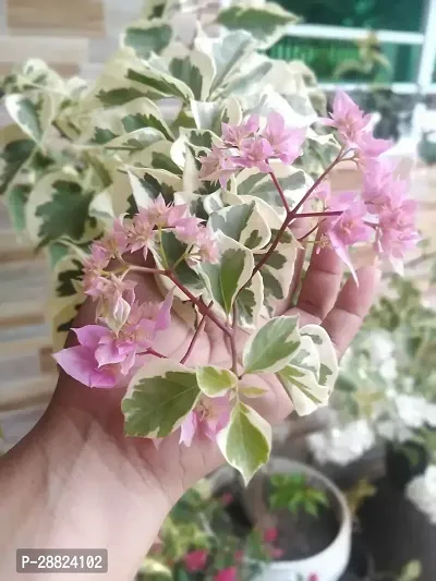 Baishnab  Bougainvillea Plant CF00096 Baugainvill