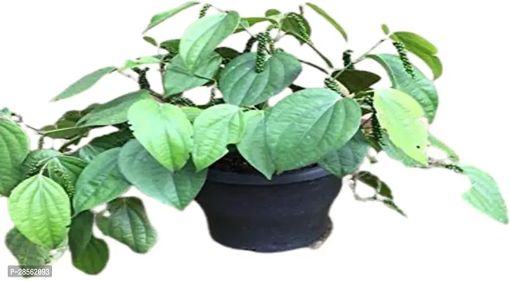 Baishnab Black Pepper Plant Kilichundan Black Pepper Plant For Outdoor Garden