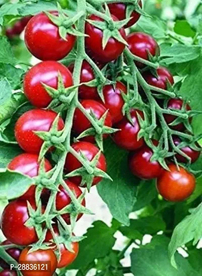 Baishnab tO SED 400 PS HHF1 Hybrid Tomato Vegetable Seeds For Planting F161400PIECE-thumb0