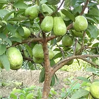 Baishnab Guava Plant Gauva White 01-thumb1