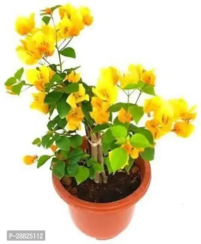 Baishnab  be01 Bougainvillea Plant-thumb0