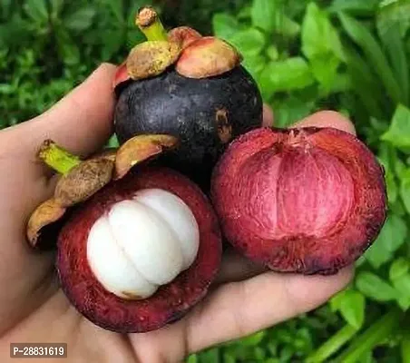 Baishnab  Planting Mangosteen Plant-thumb0