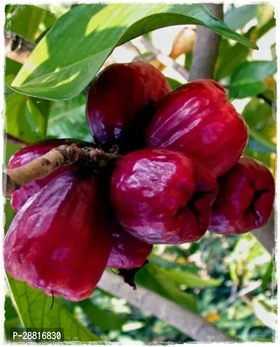 Baishnab  Red  Water  Apple Plant585 Apple Plant