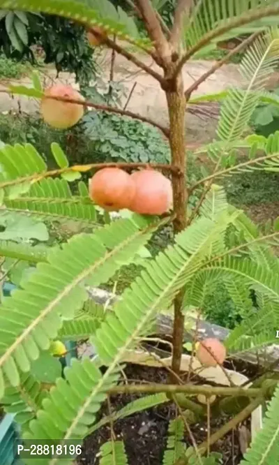 Baishnab  Amla Amla Plant-thumb0