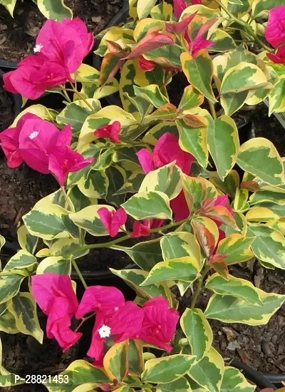 Baishnab  Home bougainvillea plants Bougainvillea P