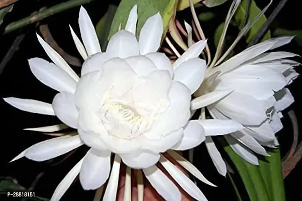 Baishnab  Brahma Kamal Flower Plants Brahma Kamal P