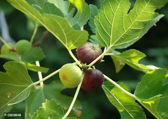 Baishnab  Cluster FigDumur Plant GularCluster Fig-thumb0