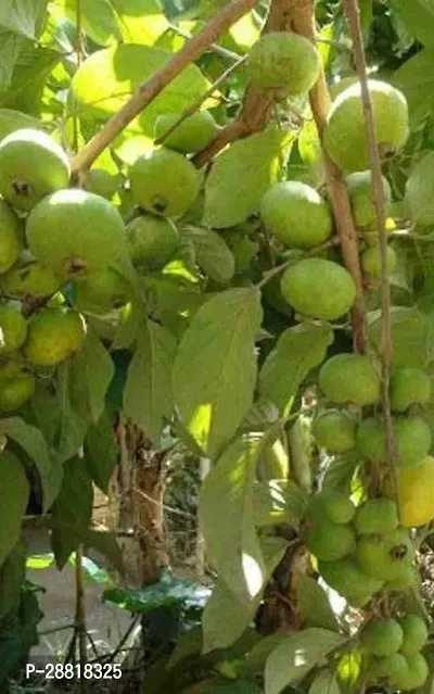 Baishnab  Live hybrid Green Guava PlantGrnGouvaNP-thumb0