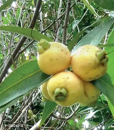 Baishnab  paap11 Jamun Plant-thumb0