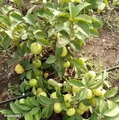 Baishnab  Thai Dwarf Variant Guava Live PlantCF99