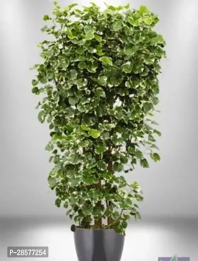 Baishnab Aralia Plant Aralia Live Plant_3-thumb0