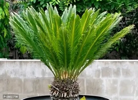 Baishnab  Cycas Revoluta Plant Live Plant CF67 Cy