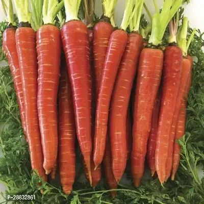 Baishnab Gajar Seed  50 ps    Red Carrot Seed55481450PIECE-thumb0