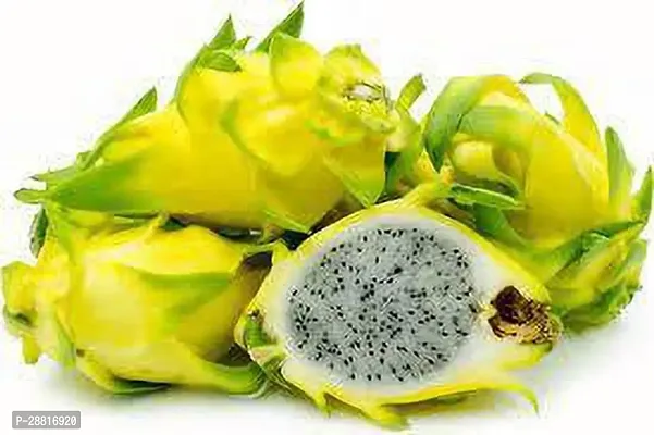 Baishnab  Yellow Dragon Fruit 001 Dragon Tree-thumb0