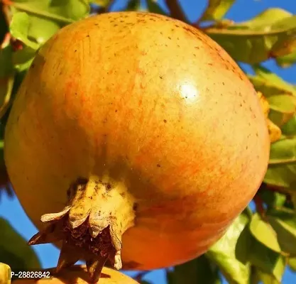 Baishnab  Pomegranate Plant Live Plant CF016112 P