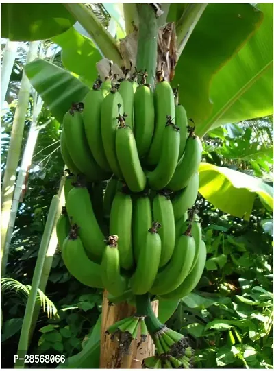 Baishnab Banana Plant Gardens Fruit Live Plant - Rare Kerala NentranEtha Vazha Variety Banana Plant (1 Plant)-thumb0