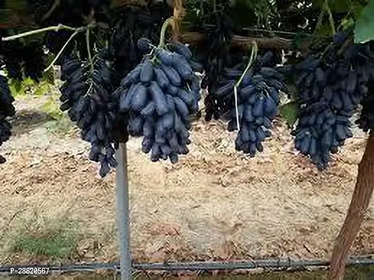 Baishnab  Autumn Royal Grape Plant Grape Plant-thumb0