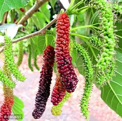 Baishnab  Thai Long ShahtootMulberry Plant-thumb0