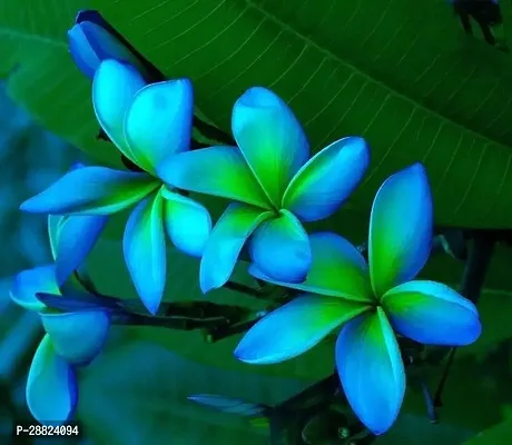 Baishnab  Live Blue ChampaPlumeriaChampakKathcha