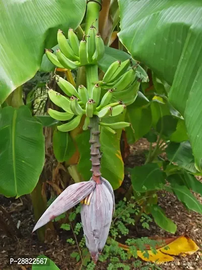 Baishnab  Bluggoe Banana PlantKanchkola PlantCFA-thumb0