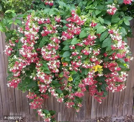 Baishnab  Madhumaloti Flower Plant CFA279 Madhum-thumb0