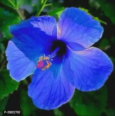 Baishnab  Hibiscus Blue Hibiscus Plant-thumb0