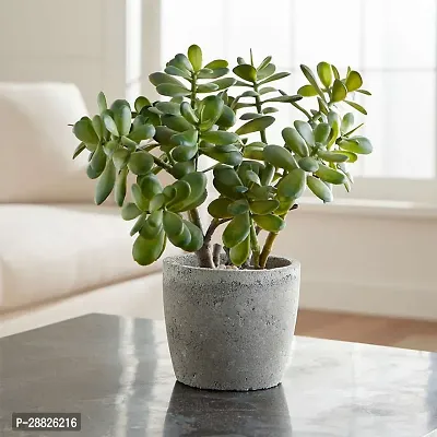 Baishnab  Jade Live Plant Good Luck Plant CF176 J