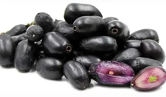 Baishnab Jamun Plant Thi Grafted Syzygium cuminiMalabar plum | Java plum | black plum | Black Jamun Live 1 Healthy Fruit Plant.-thumb2