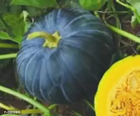 Baishnab Kumro seed 40 ps Hybrid Pumpkin KRISHNA F1 Dark Green High Yield Seeds40PIECE