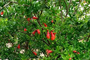 Baishnab Pomegranate Plant Pomegranet plant mc guyuyg-thumb1