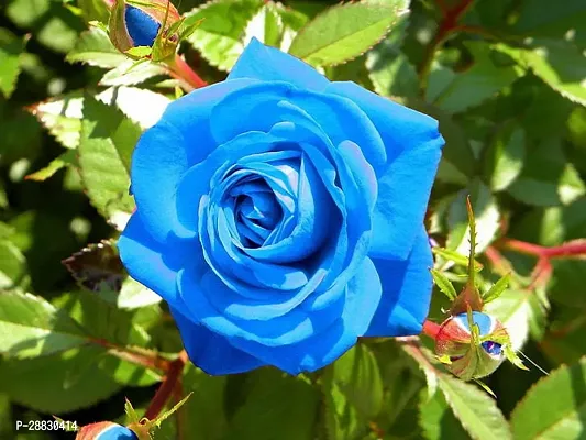 Baishnab  Blue rose live plant Rose Plant-thumb0