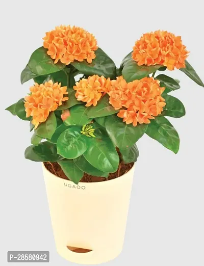 Baishnab Trothic IxoraChethi Plant Trothic Ixora Chethi Red Plant Live Flower Disha-99915